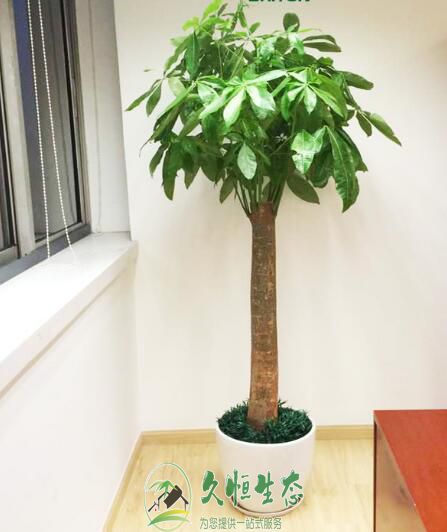 嘉兴海盐花卉租赁公司介绍室内租摆