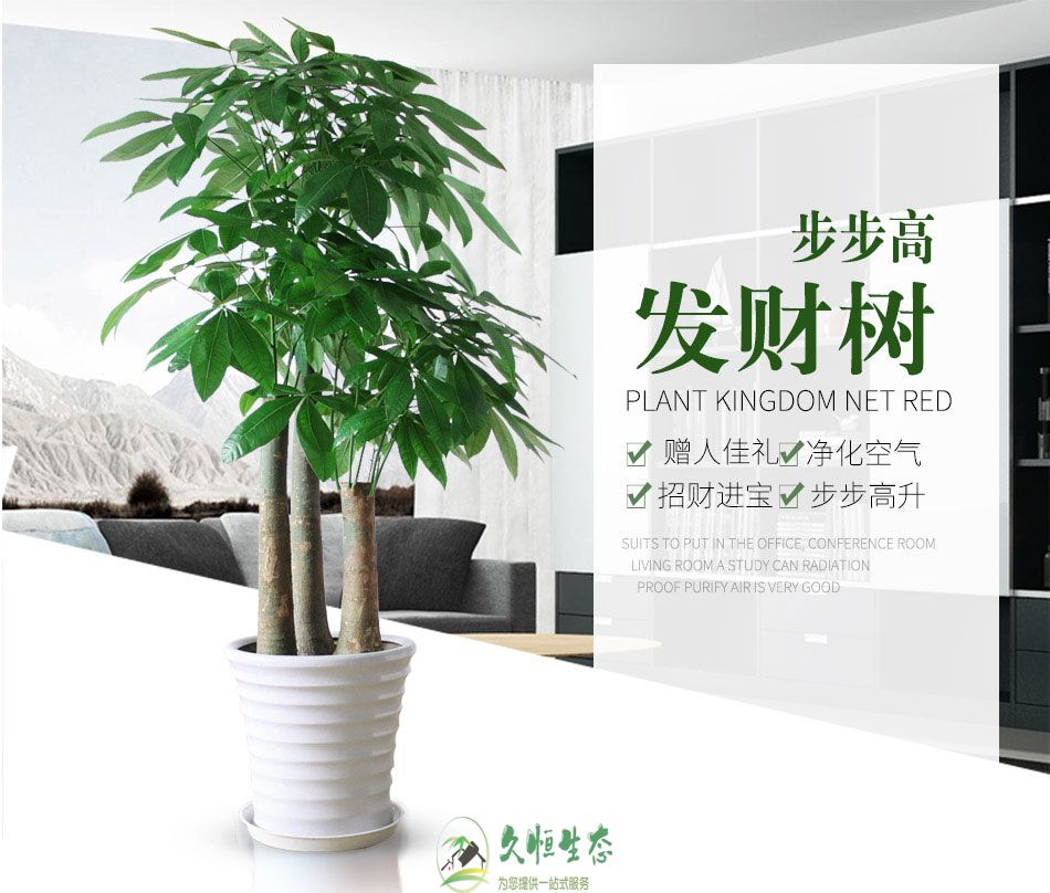 嘉兴海盐养花太难 买花太贵 不如租花最实惠