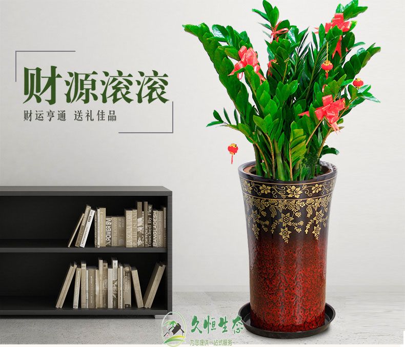 嘉兴海盐金钱树